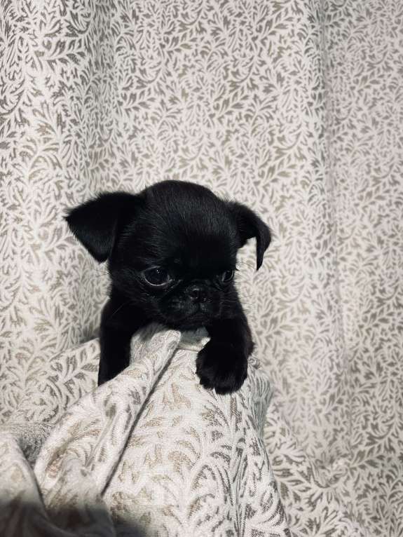 Собаки в Казани: Щеночек пти брабансончик Девочка, 100 000 руб. - фото 6