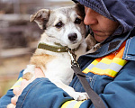 Собаки в Москве: Малышка из приюта в добрые руки Девочка, Бесплатно - фото 7
