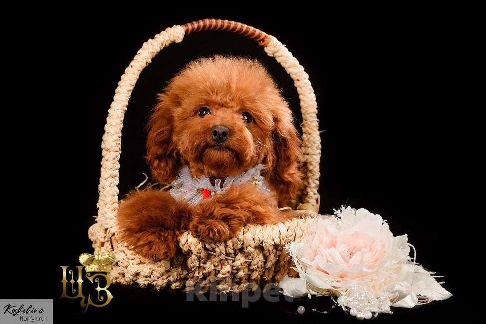 Собаки в Москве: Тедди пудель Мальчик, 160 000 руб. - фото 2