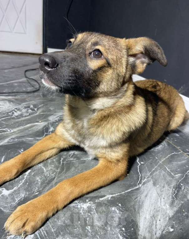 Собаки в других городах Владимирской области: Красотка Мила в добрые ручки Девочка, Бесплатно - фото 7