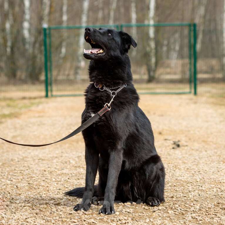 Собаки в Москве: Вальтер Мальчик, Бесплатно - фото 23
