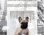 Собаки в Твери: Французский бульдог щенки  Девочка, 38 000 руб. - фото 6