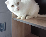 Кошки в Барнауле: Шотландские белоснежные котята., 3 500 руб. - фото 2