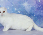 Кошки в Новокубанске: продажа шотландского котенка, 5 800 руб. - фото 3