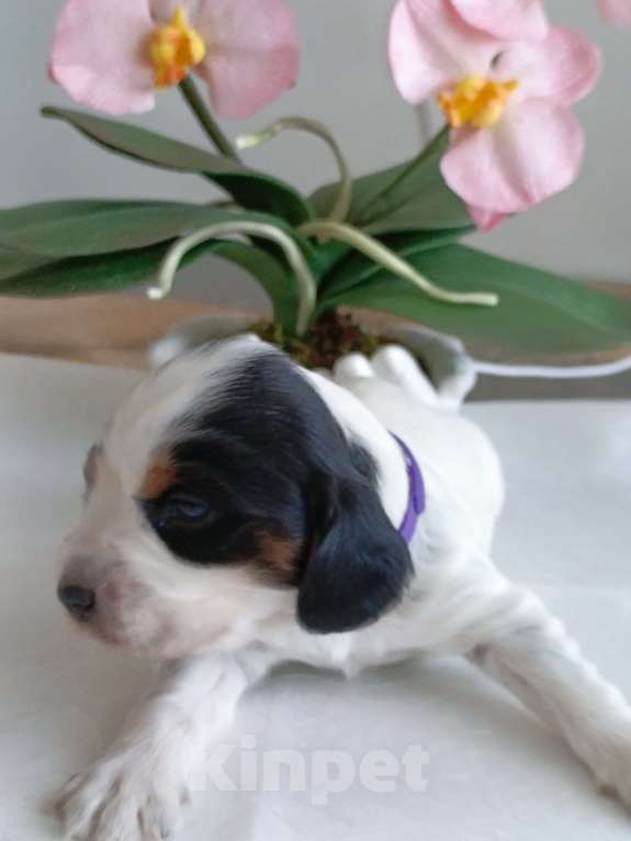 Собаки в Москве: Русский охотничий спаниель мальчик Мальчик, 50 000 руб. - фото 8