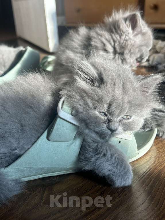 Кошки в Санкт-Петербурге: Котенок  Мальчик, 10 000 руб. - фото 2