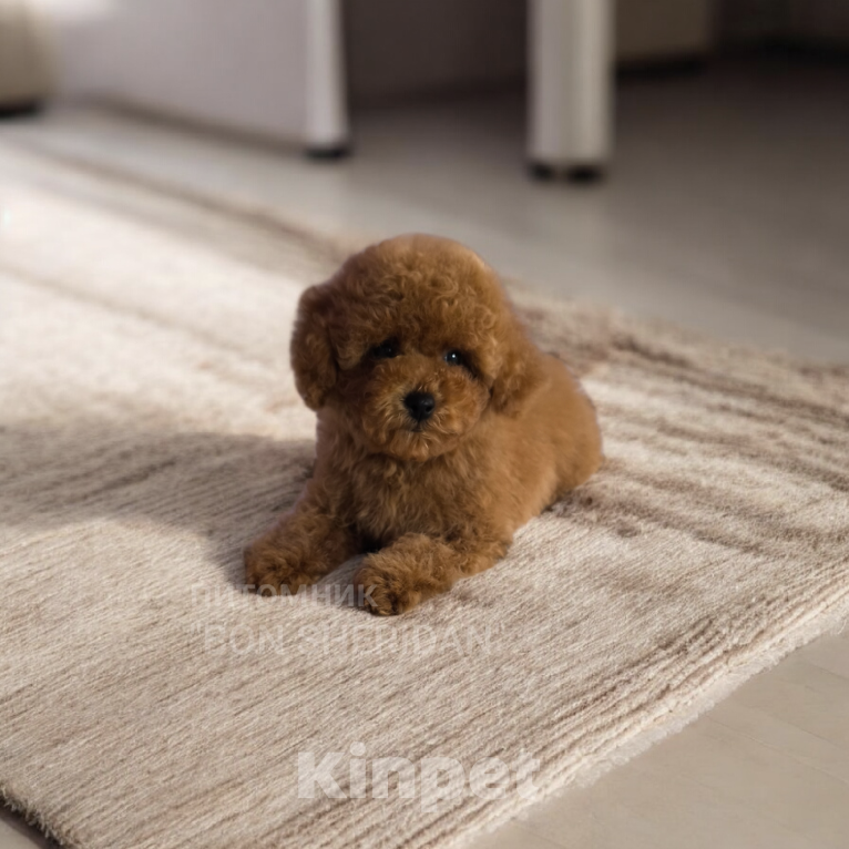 Собаки в Пушкино: Мини девочка  Девочка, 100 000 руб. - фото 1