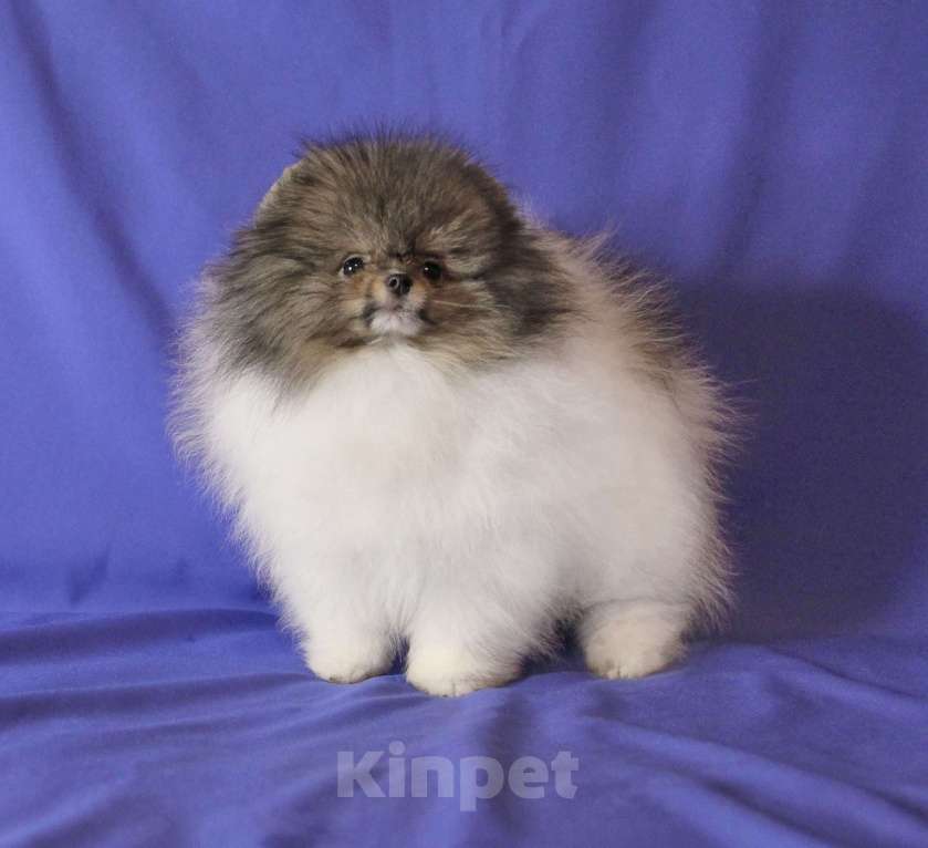 Собаки в Люберцах: Классный щенок померанского шпица Мальчик, 100 000 руб. - фото 1