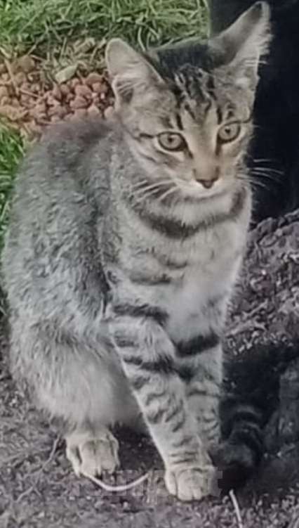 Кошки в Новокузнецке: Отдам в добрые руки Мальчик, Бесплатно - фото 4