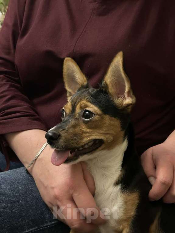 Собаки в Люберцах: Отдаем собачку в добрые руки Девочка, Бесплатно - фото 2