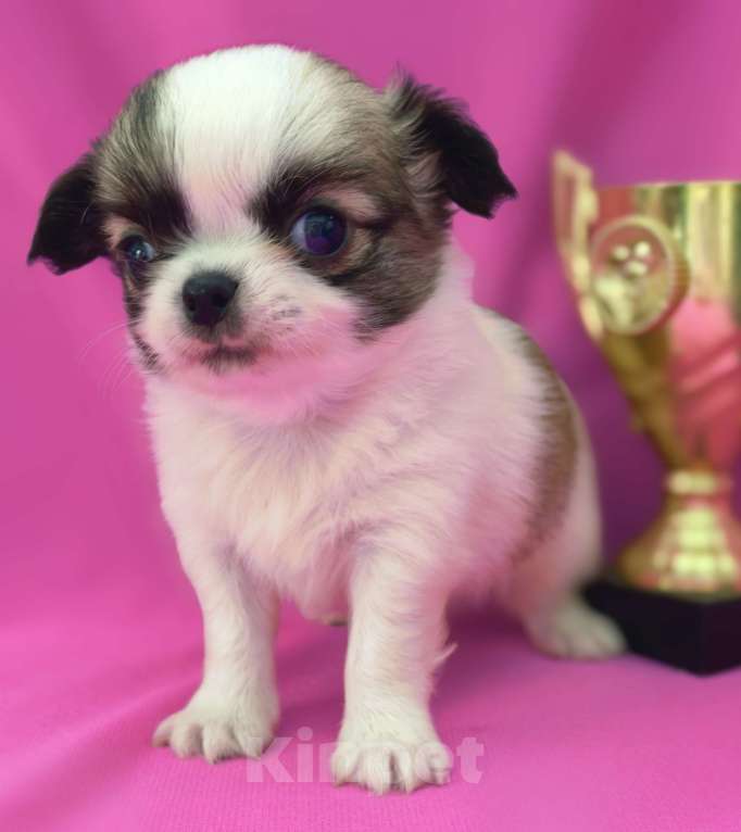 Собаки в Москве: Мальчик чихуахуа длинношёрстный Мальчик, 35 000 руб. - фото 7