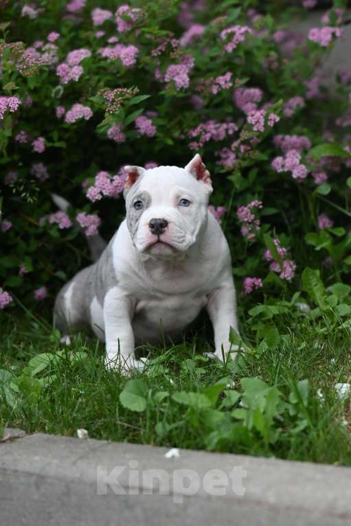 Собаки в Москве: Эффектная красотка  Девочка, 100 000 руб. - фото 2