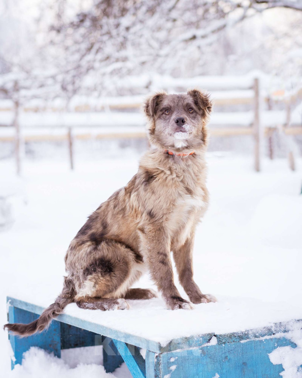 Собаки в Москве: Щенок необычного окраса, эксклюзив! Бесплатно, в добрые руки Девочка, Бесплатно - фото 4
