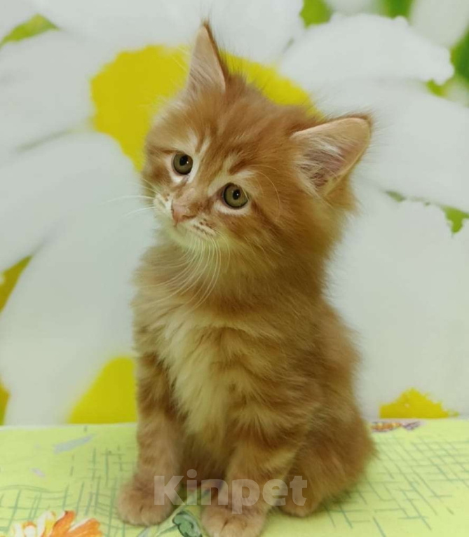 Кошки в Чите: Драгоценные котята курильского бобтейла Мальчик, 30 000 руб. - фото 3