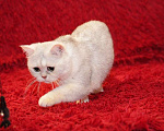 Кошки в Москве: Британский кот Маффин ищет дом! Мальчик, 1 руб. - фото 3
