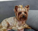 Собаки в Краснодаре: Щенки йоркшистого ьерьера Мальчик, 17 000 руб. - фото 2