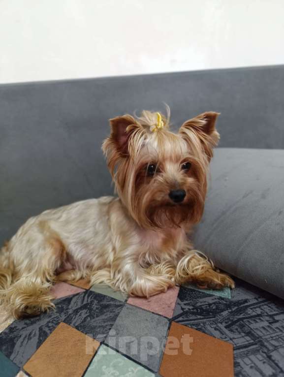 Собаки в Краснодаре: Щенки йоркшистого ьерьера Мальчик, 17 000 руб. - фото 2