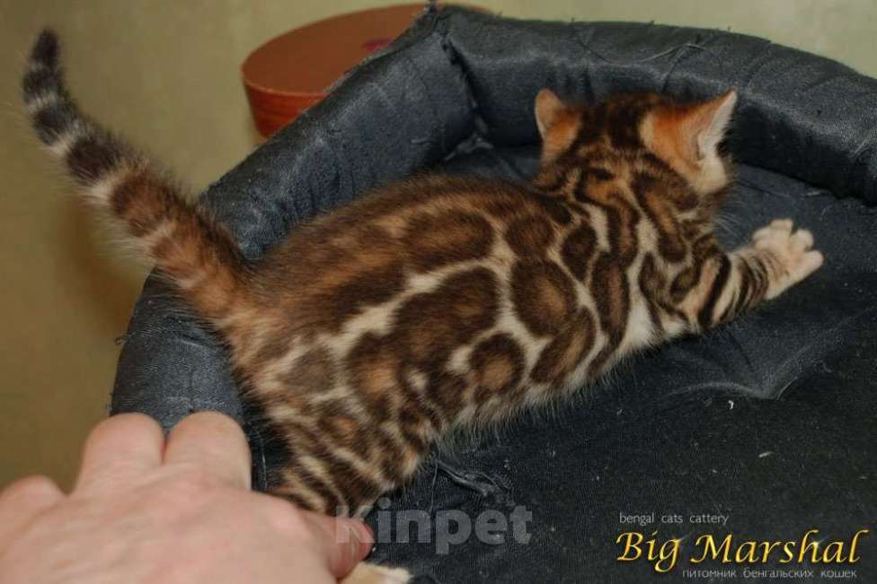 Кошки в Москве: Бенгальские котята. Девочка, 85 000 руб. - фото 8