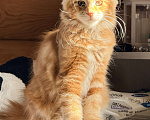 Кошки в Барнауле: Кошечка Мейн-кун Девочка, 28 000 руб. - фото 2