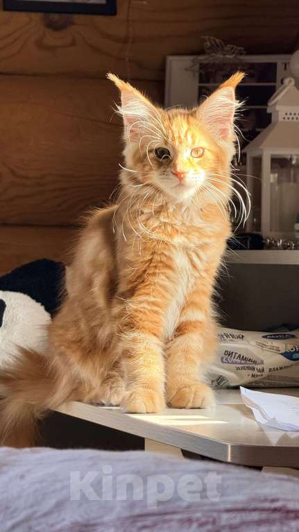 Кошки в Барнауле: Кошечка Мейн-кун Девочка, 28 000 руб. - фото 2