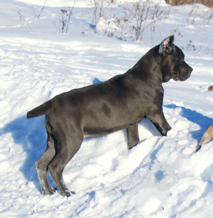 Собаки в Архангельске: Кане корсо. Подрастают две девочки Девочка, 60 000 руб. - фото 5