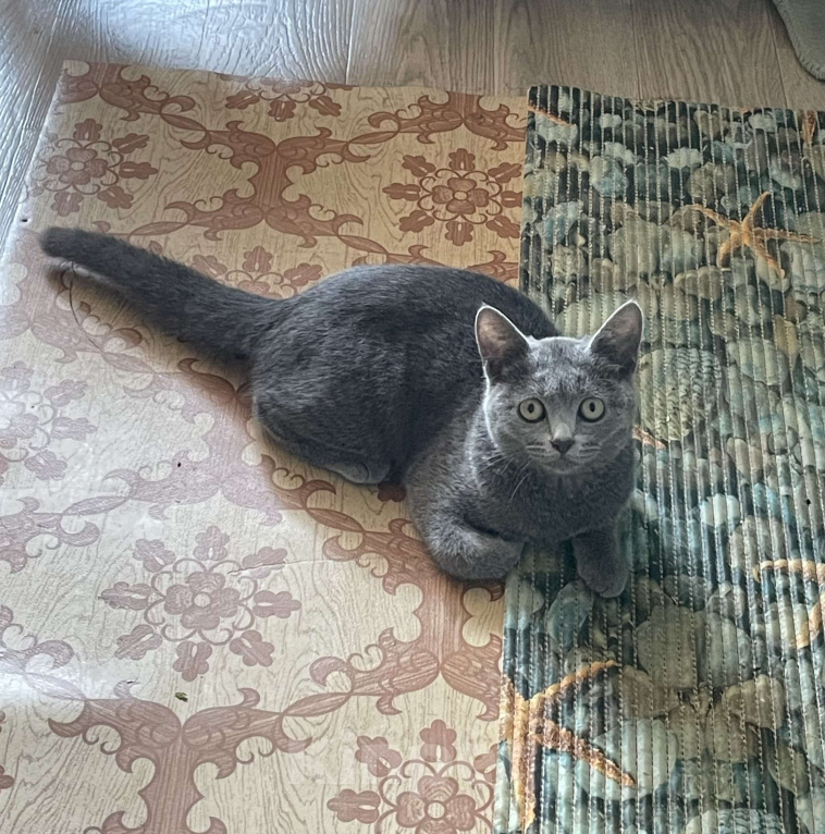 Кошки в Саратове: Отдам кошечку в добрые руки  Девочка, Бесплатно - фото 6