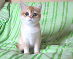 Кошки в Москве: шотландская  золотая шиншилла - мальчик Мальчик, 60 000 руб. - фото 4