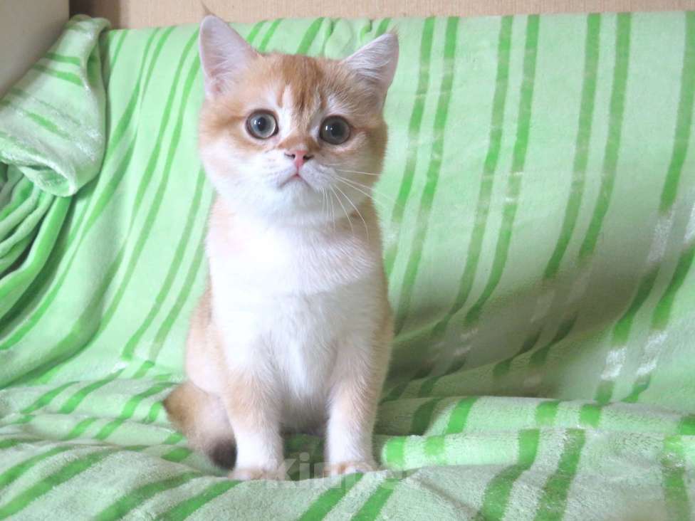 Кошки в Москве: шотландская  золотая шиншилла - мальчик Мальчик, 60 000 руб. - фото 4