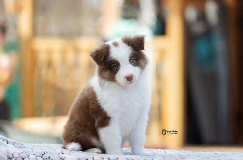 Австралийская овчарка, аусси
