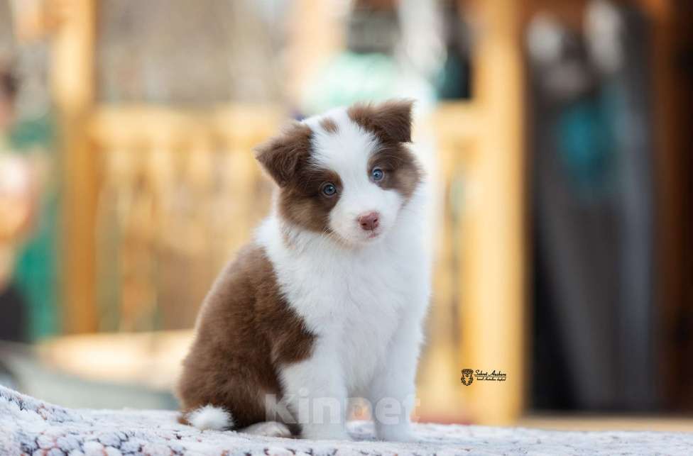 Собаки в Москве: Австралийская овчарка, аусси Мальчик, 70 000 руб. - фото 1