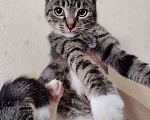 Кошки в Москве: Котенок в добрые руки Девочка, Бесплатно - фото 2