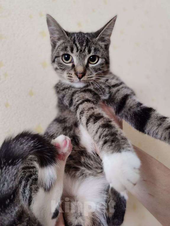 Кошки в Москве: Котенок в добрые руки Девочка, Бесплатно - фото 2