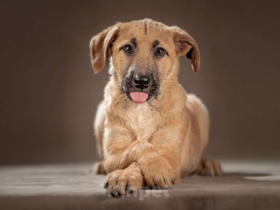 Собаки в Клине: Мачо — мужественный и добрый парень, который хочет стать вашей надёжной опорой и верным другом Мальчик, Бесплатно - фото 1