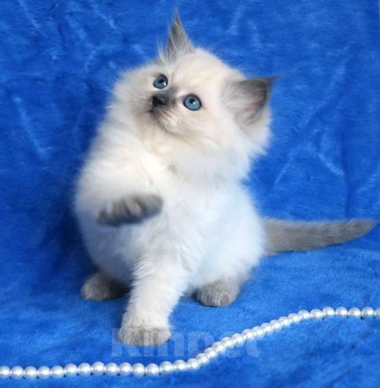 Кошки в Москве: Очаровательный, ласковый котик Джейс Мальчик, 60 000 руб. - фото 2