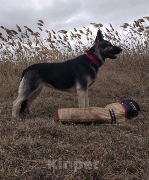 Собаки в других городах Краснодарского края: Щенки Восточноевропейской овчаркиок Разнополые, Бесплатно - фото 2