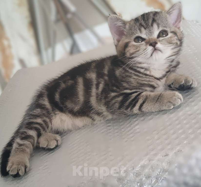 Кошки в Туле: Шотландские котята Разнополые, 10 000 руб. - фото 3
