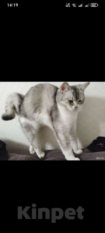 Кошки в Курске: Отдам в добрые руки метиса британской шиншиллы  Девочка, 500 руб. - фото 4