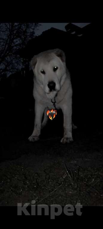 Собаки в других городах Краснодарского края: Алабай (САО)  Мальчик, Бесплатно - фото 2