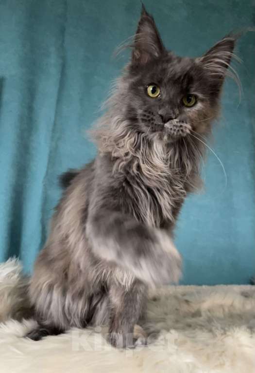 Кошки в других городах Московской области: Котенок мейн-кун Девочка, 30 000 руб. - фото 3