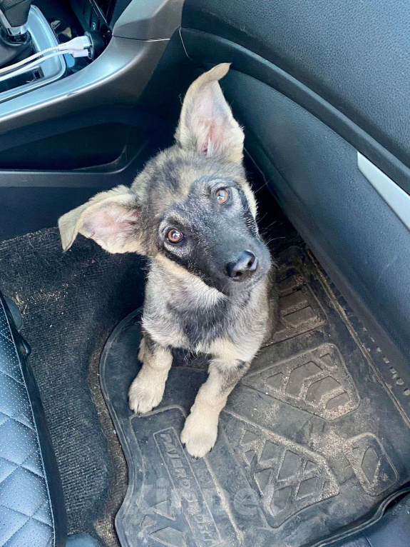 Собаки в Москве: Щенок в добрые руки! Мальчик, Бесплатно - фото 1