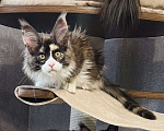 Кошки в Санкт-Петербурге: Котенок мейн-кун Девочка, Бесплатно - фото 1