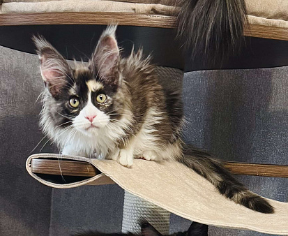 Котенок мейн-кун