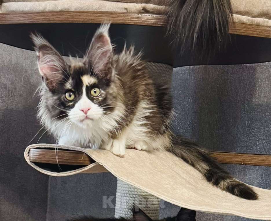 Кошки в Санкт-Петербурге: Котенок мейн-кун Девочка, Бесплатно - фото 1