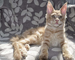 Кошки в Ейске: котята Мейн-Кун Мальчик, 45 000 руб. - фото 1