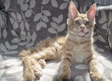 Объявление: котята Мейн-Кун, 45 000 руб., Ейск
