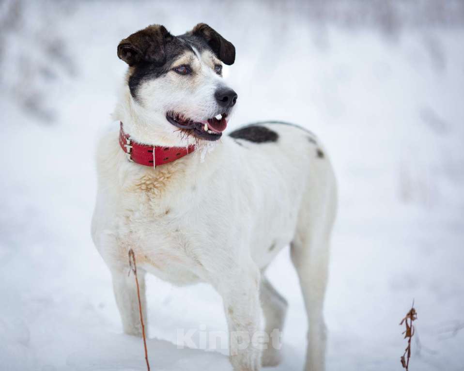 Собаки в Химках: Терьеристый мальчишка в добрые руки Мальчик, Бесплатно - фото 5