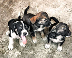 Собаки в Москве: Расстрелянная Айза со щенками из Дагестана ищут дом Девочка, 10 руб. - фото 4