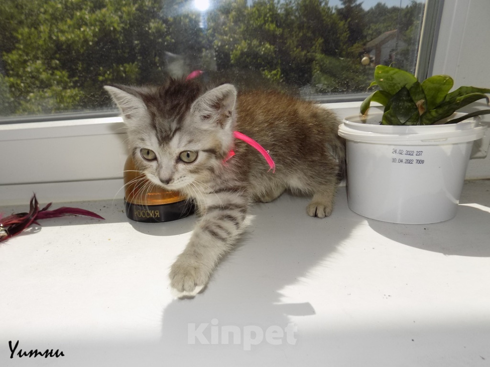 Кошки в Москве: Шотландский прямоухий короткошёрстный котёнок Девочка, 8 000 руб. - фото 2