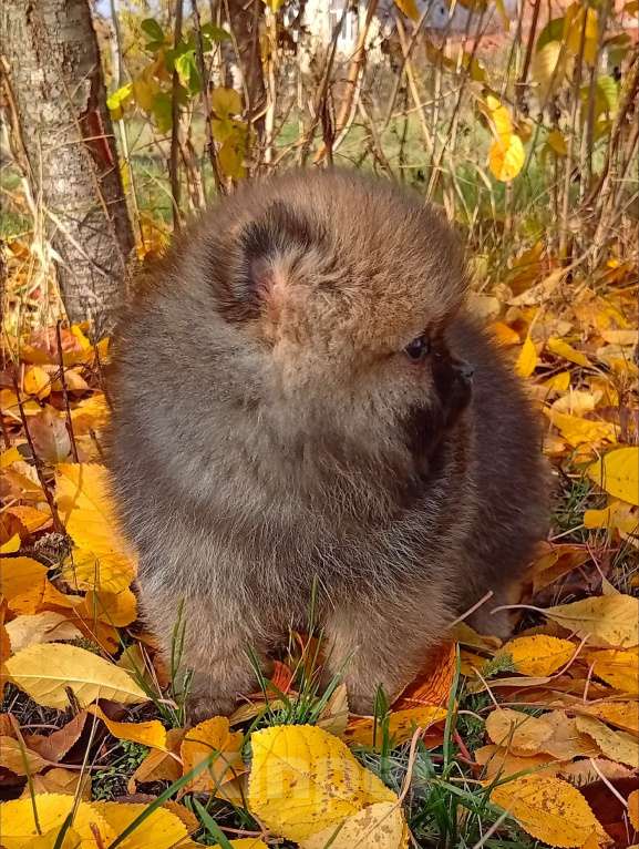 Собаки в Воронеже: Шпиц мишка Девочка, Бесплатно - фото 2