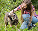 Собаки в Солнечногорске: Небольшая, спокойная собачка в дар Девочка, Бесплатно - фото 5